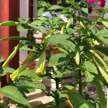 Elli Hotel Frantiskovy Lazne