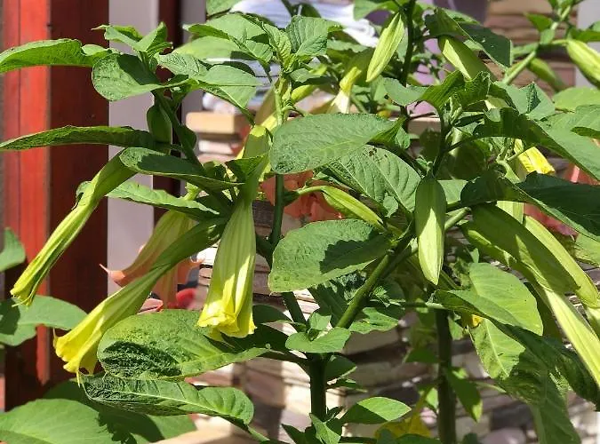 Elli Hotel Františkovy Lázně